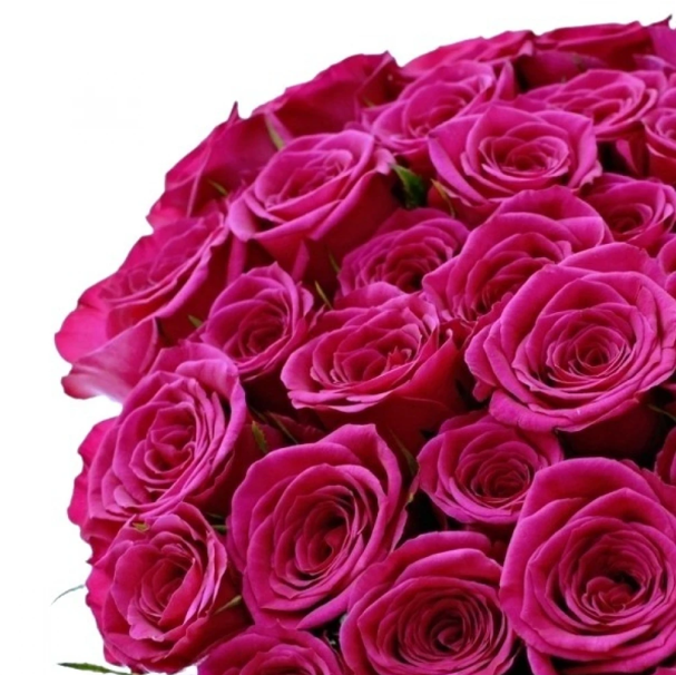 Pink Roses